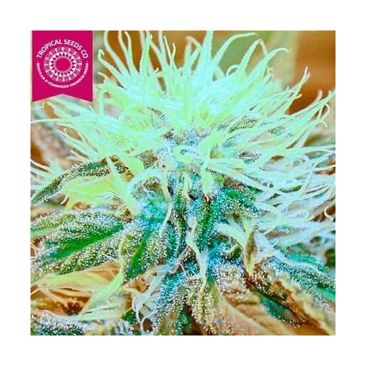 Kush Medicine Regular de Tropical Seeds