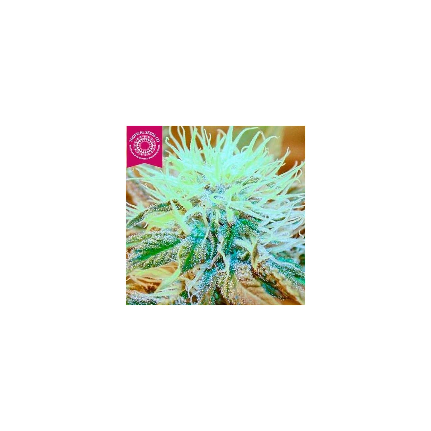 Kush Medicine Regular de Tropical Seeds