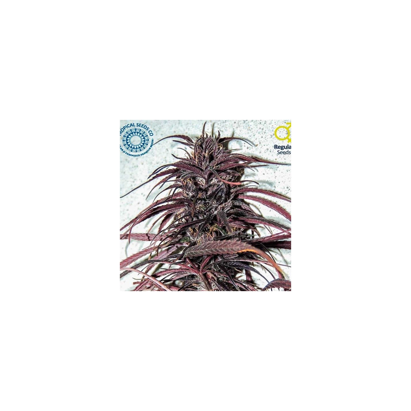 Old Congo Regular de Tropical Seeds