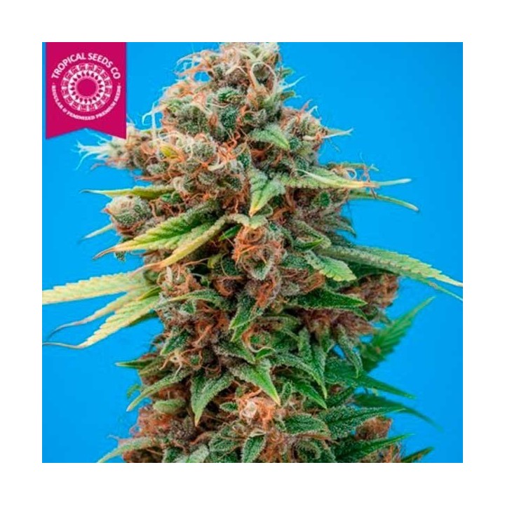 Smooth Smoke Feminizada de Tropical Seeds