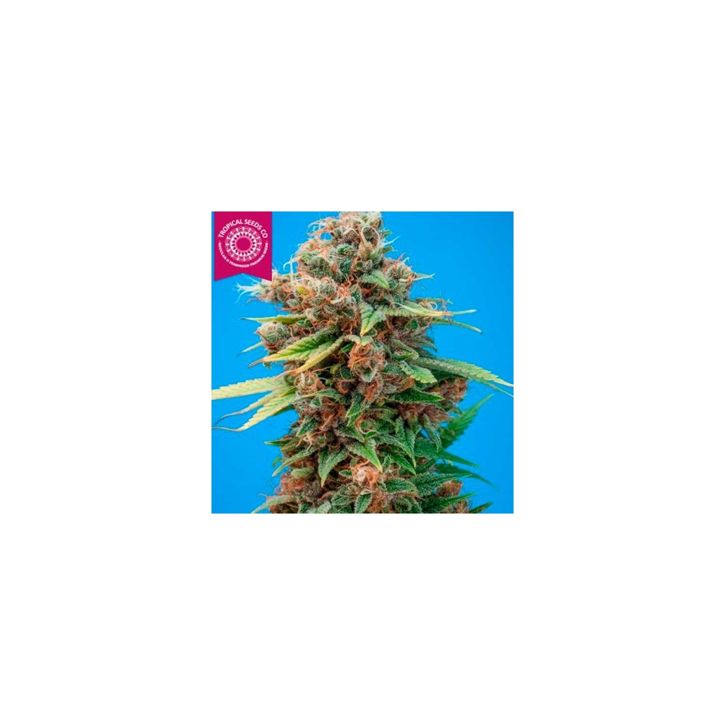 Smooth Smoke Feminizada de Tropical Seeds