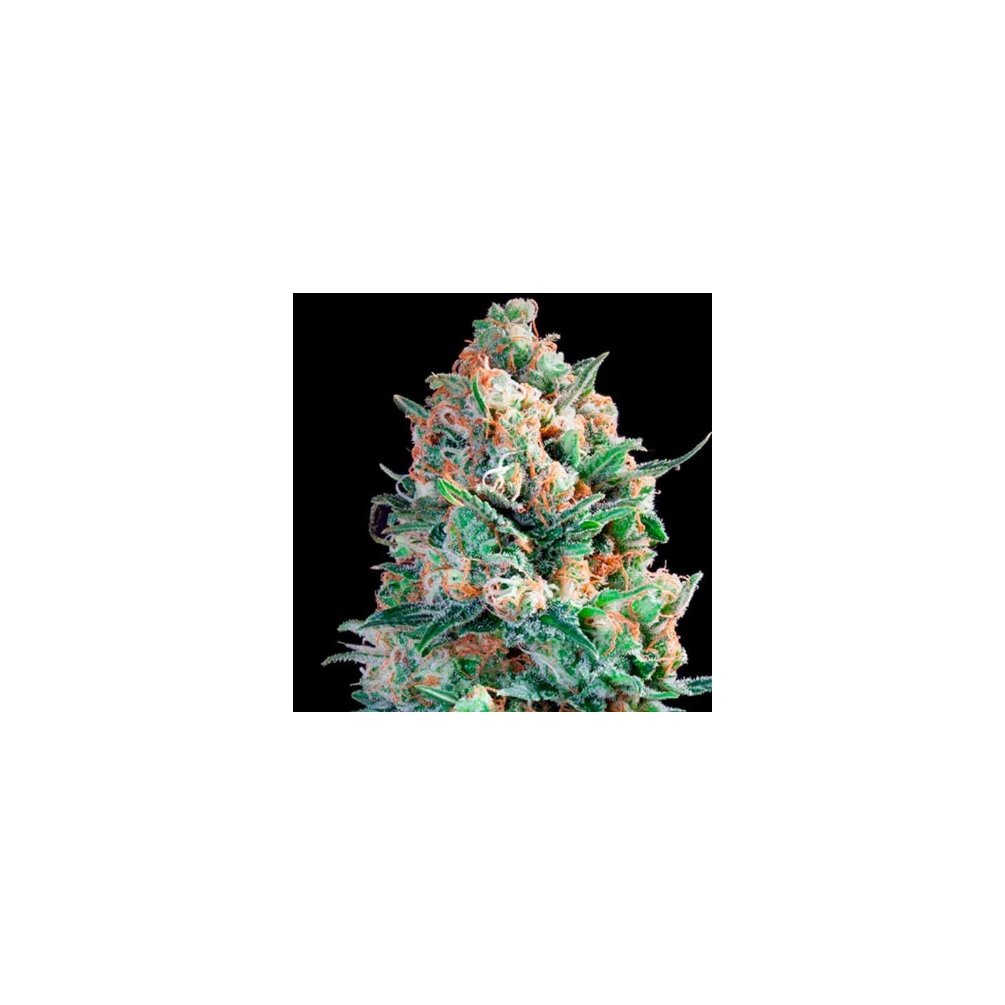 B3 Medical Feminizada de Pure Seeds