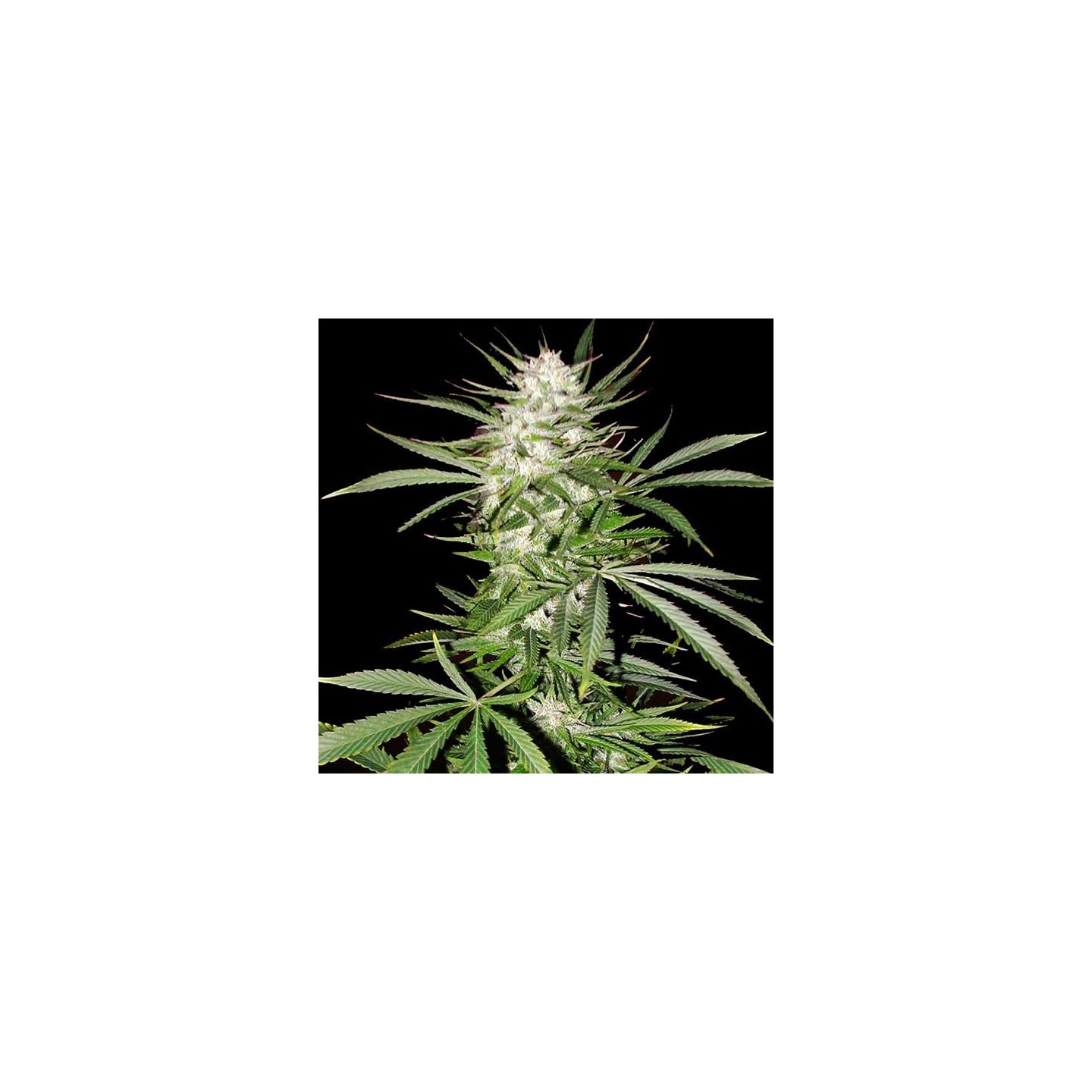Big Skunk Feminizada de Pure Seeds
