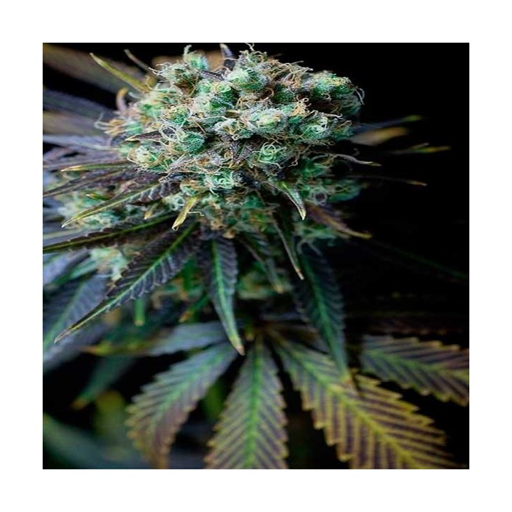 Pure CBD Feminizada de Pure Seeds