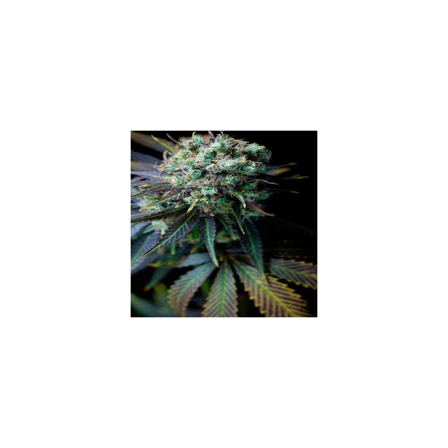 Pure CBD Feminizada de Pure Seeds
