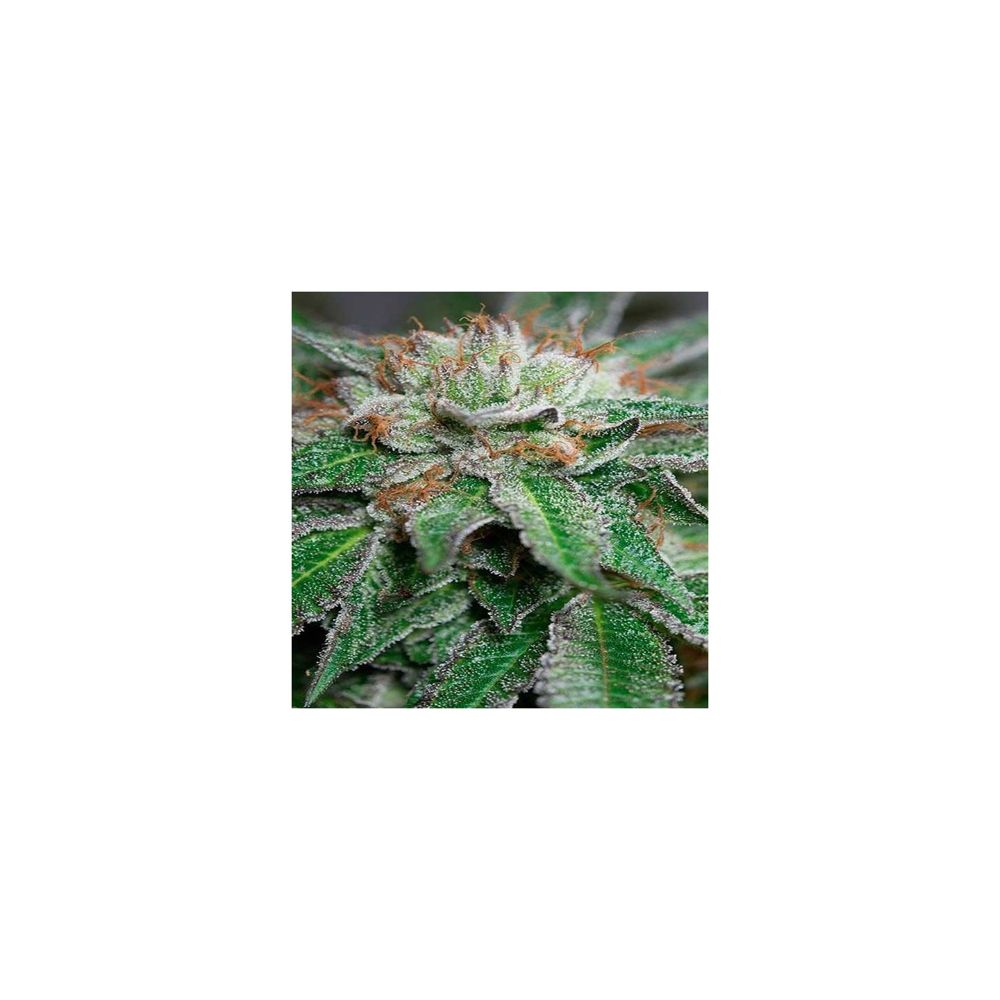 Bubba Kush Regular de Humboldt Seeds