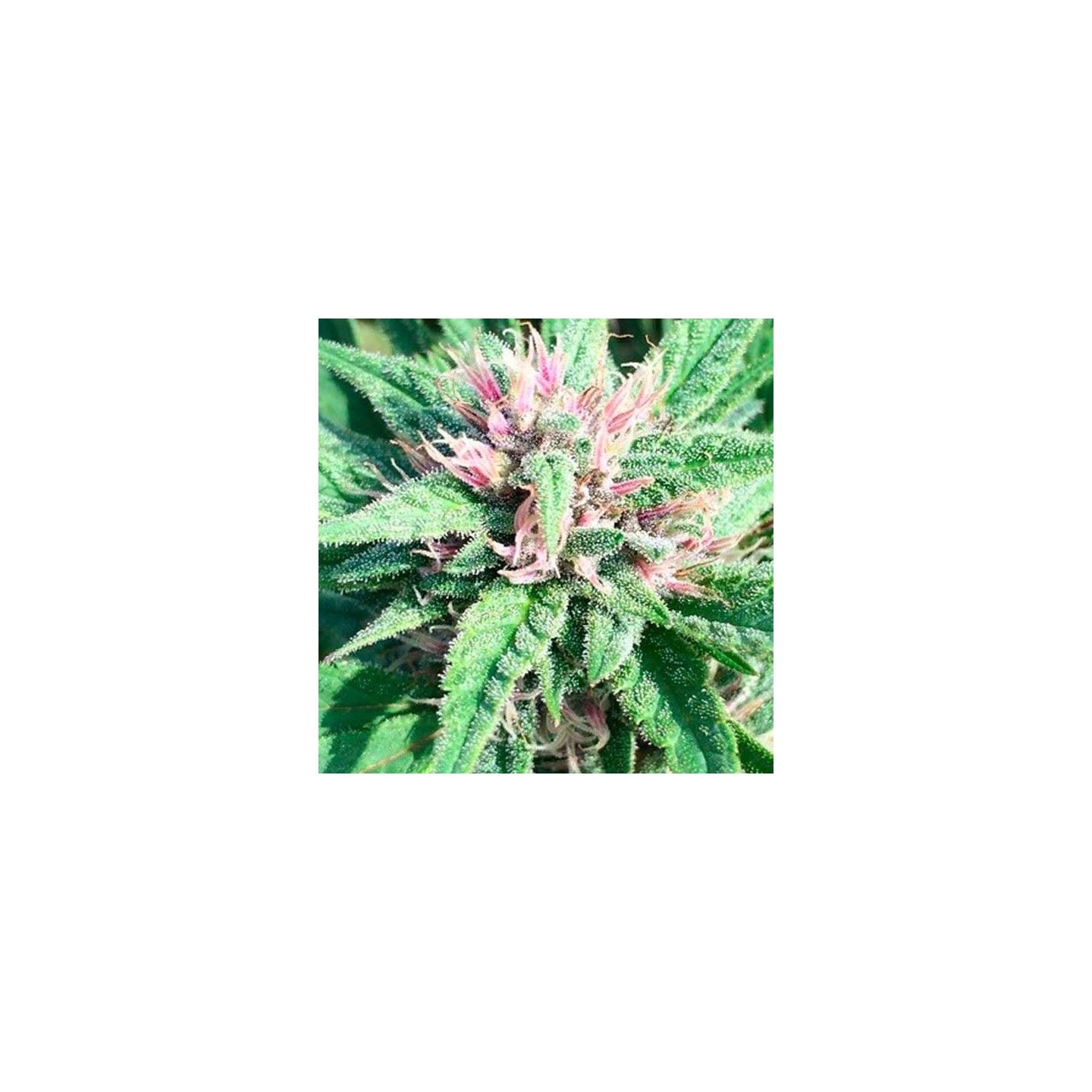 Bubba Hash Feminizada de Ace Seeds