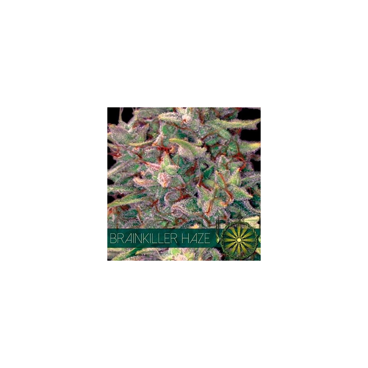 Brainkiller Haze Feminizada de Vision Seeds