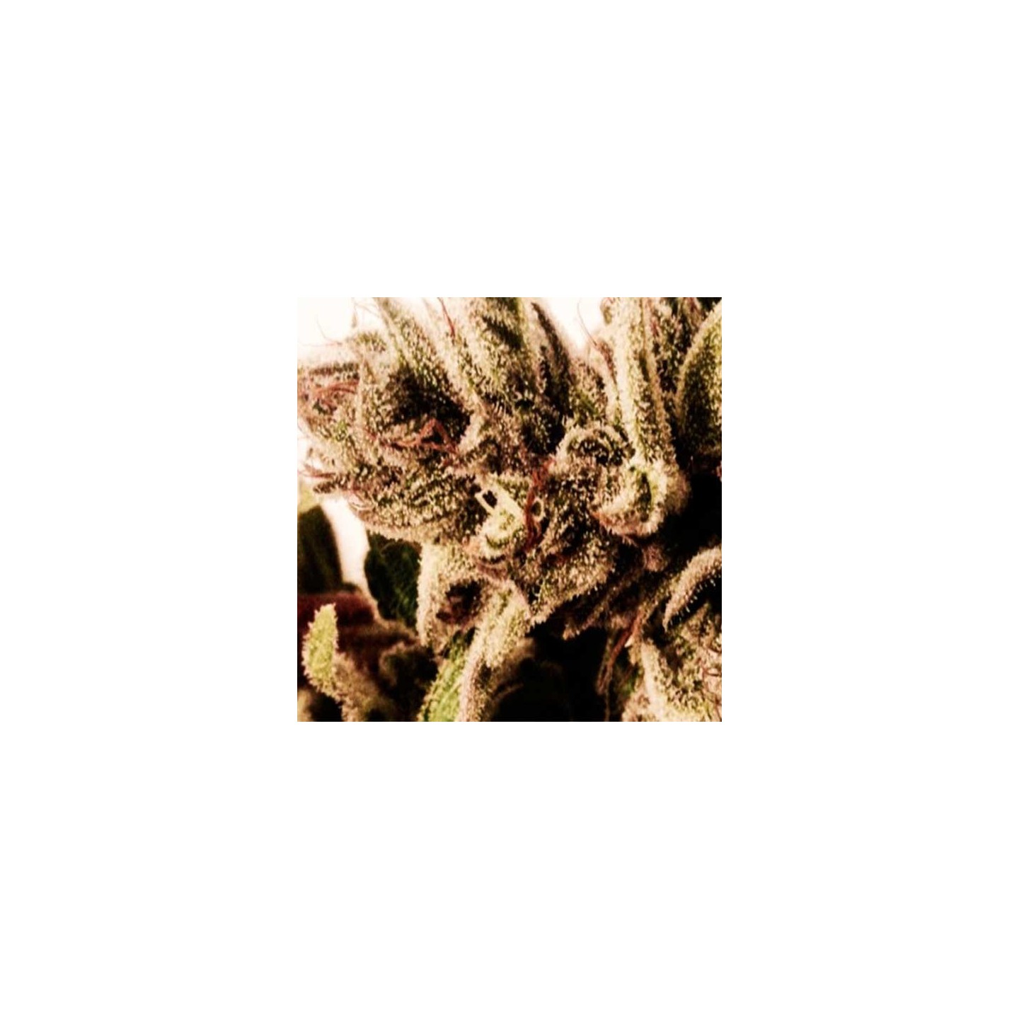 Ultra CBD Feminizada de Pure Seeds