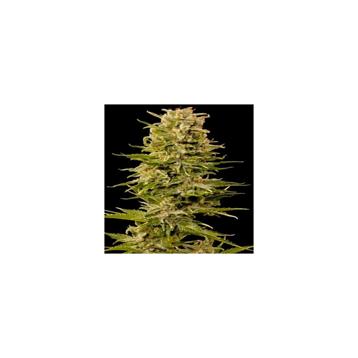 Custom X Autofloreciente Feminizada de Pure Seeds