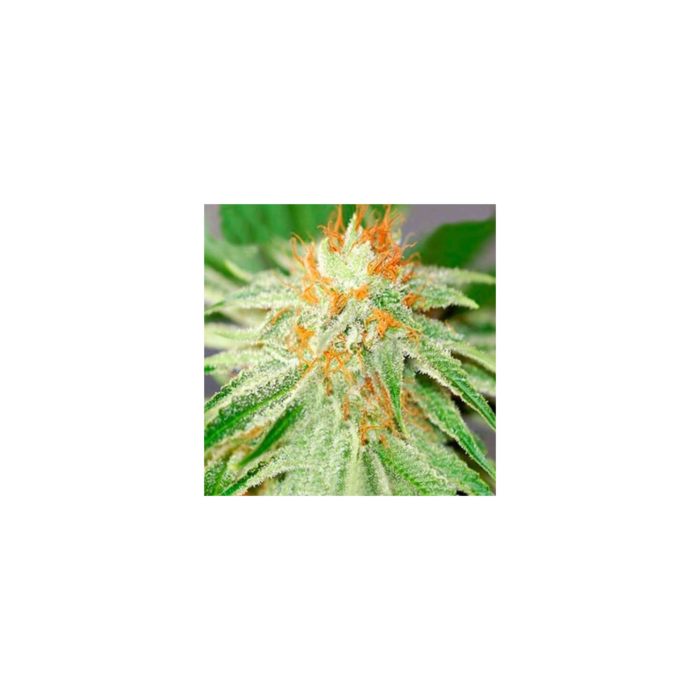 Shark Haze Feminizada de Pure Seeds