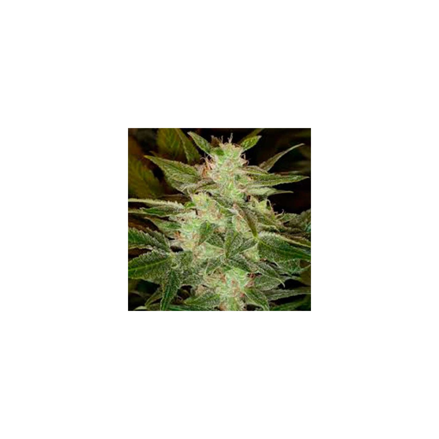 Speed Haze Autofloreciente Feminizada de Pure Seeds