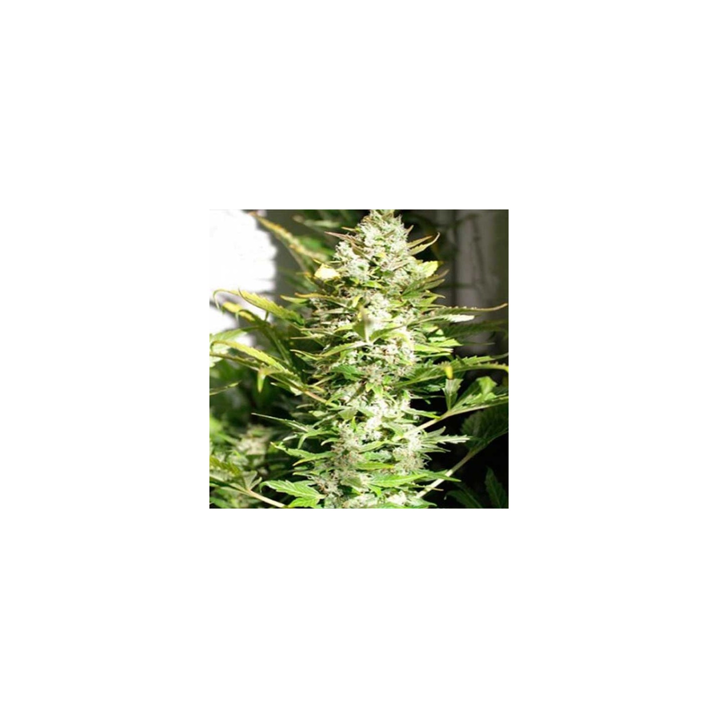 THC Autofloreciente Feminizada de Pure Seeds