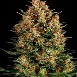 Viking Haze Feminizada de Pure Seeds