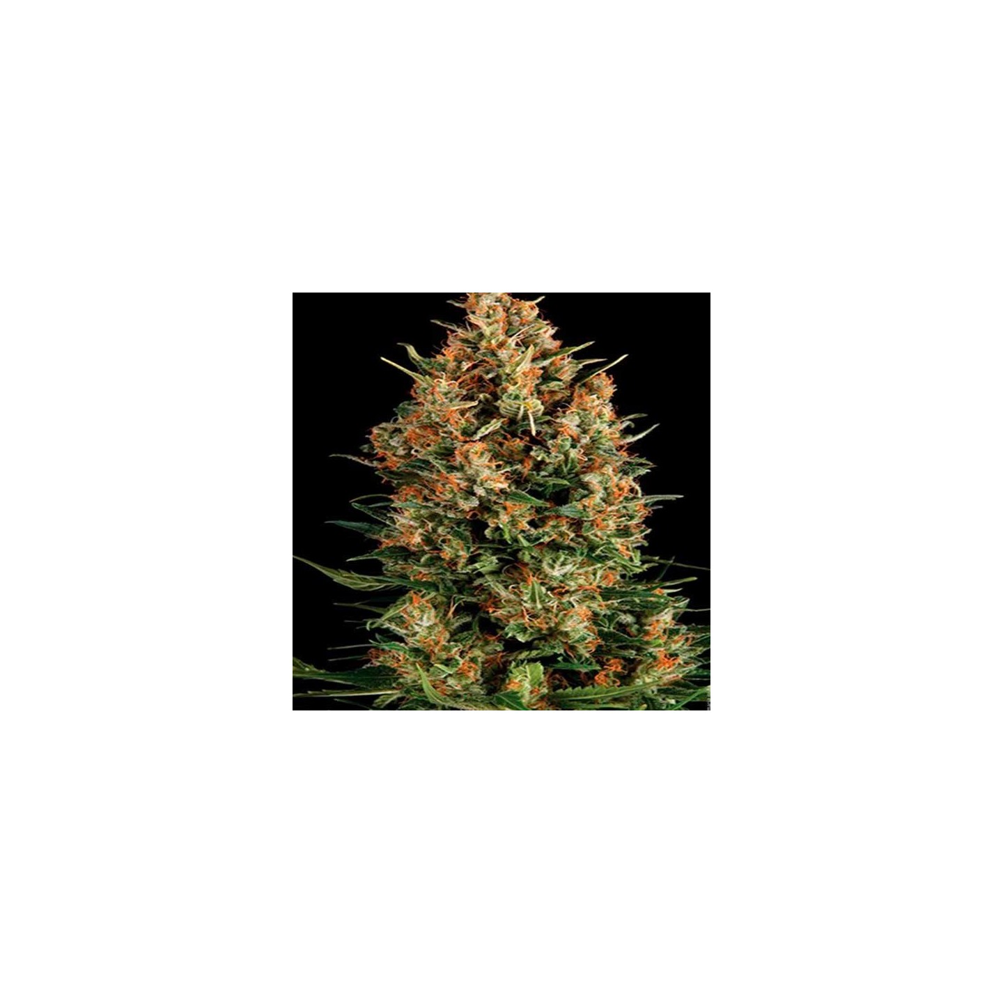 Viking Haze Feminizada de Pure Seeds