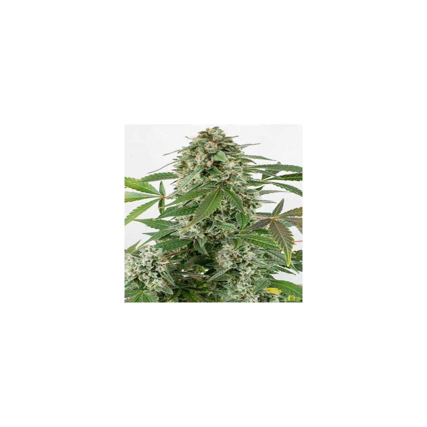 White Widow Feminizada de Pure Seeds