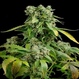 Blueberry Cheese Autofloreciente Feminizada de Zambeza Seeds