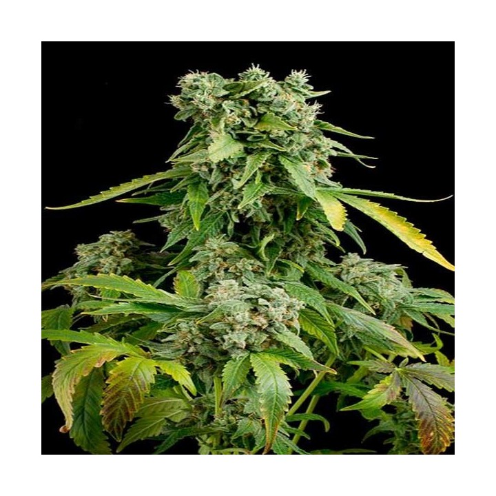 Blueberry Cheese Autofloreciente Feminizada de Zambeza Seeds