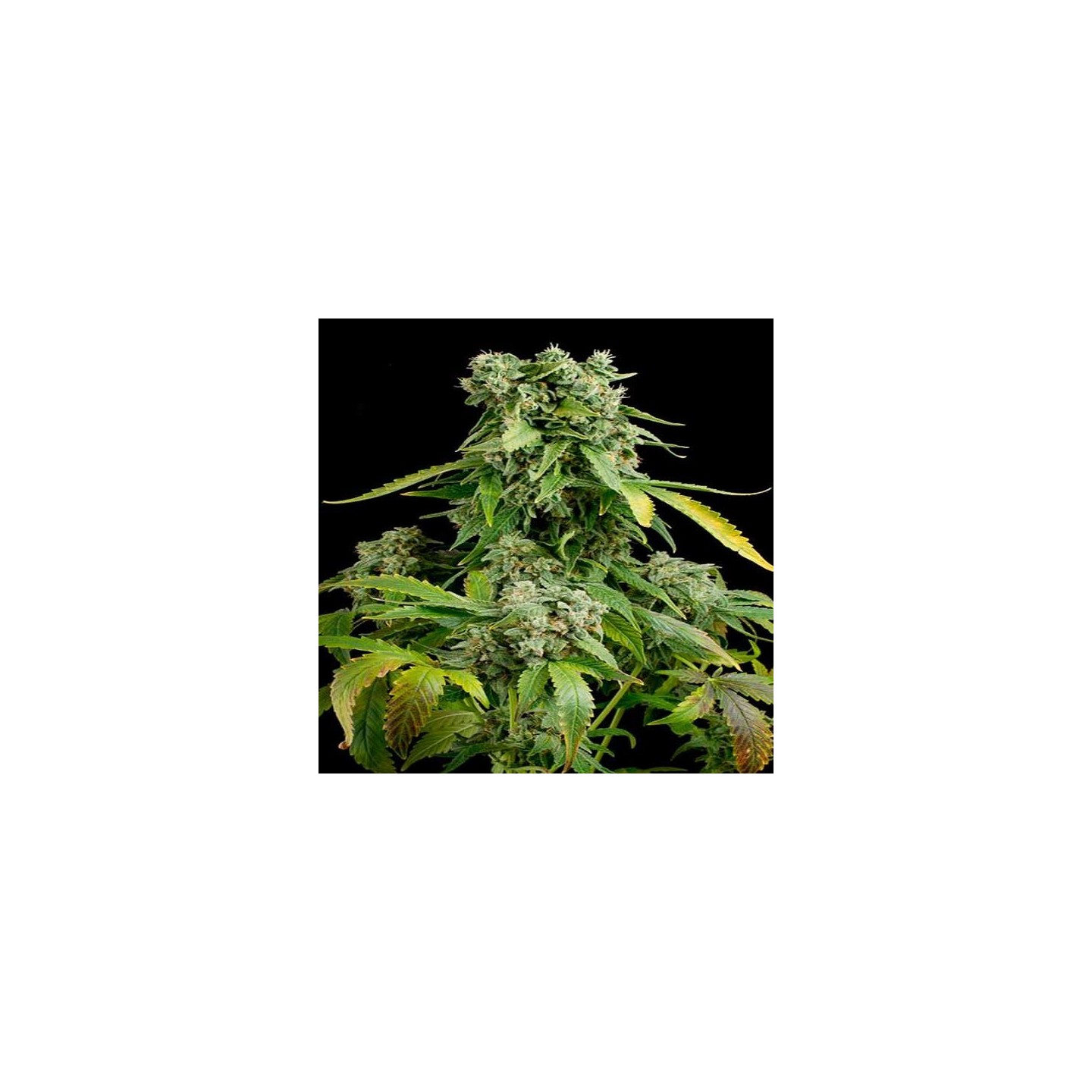 Blueberry Cheese Autofloreciente Feminizada de Zambeza Seeds