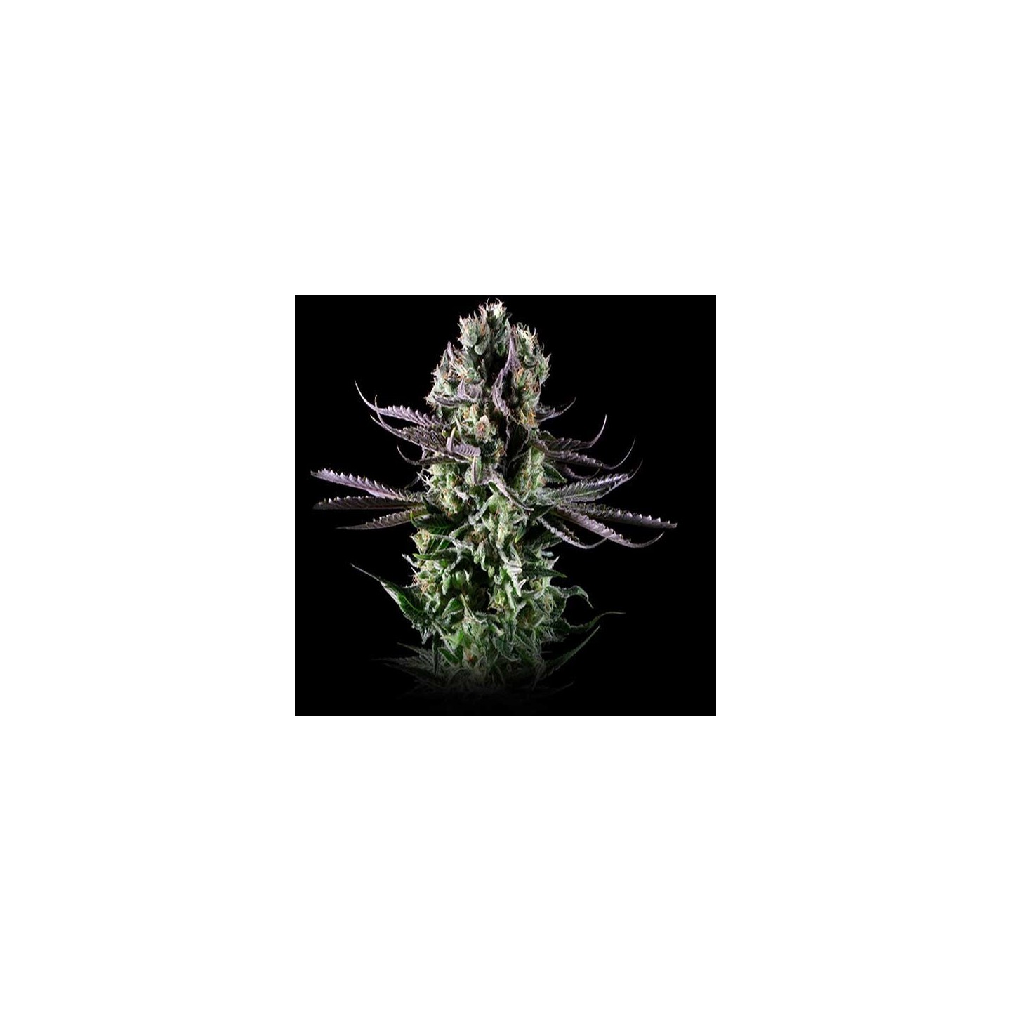 Blueberry Cheese Feminizada de Zambeza Seeds