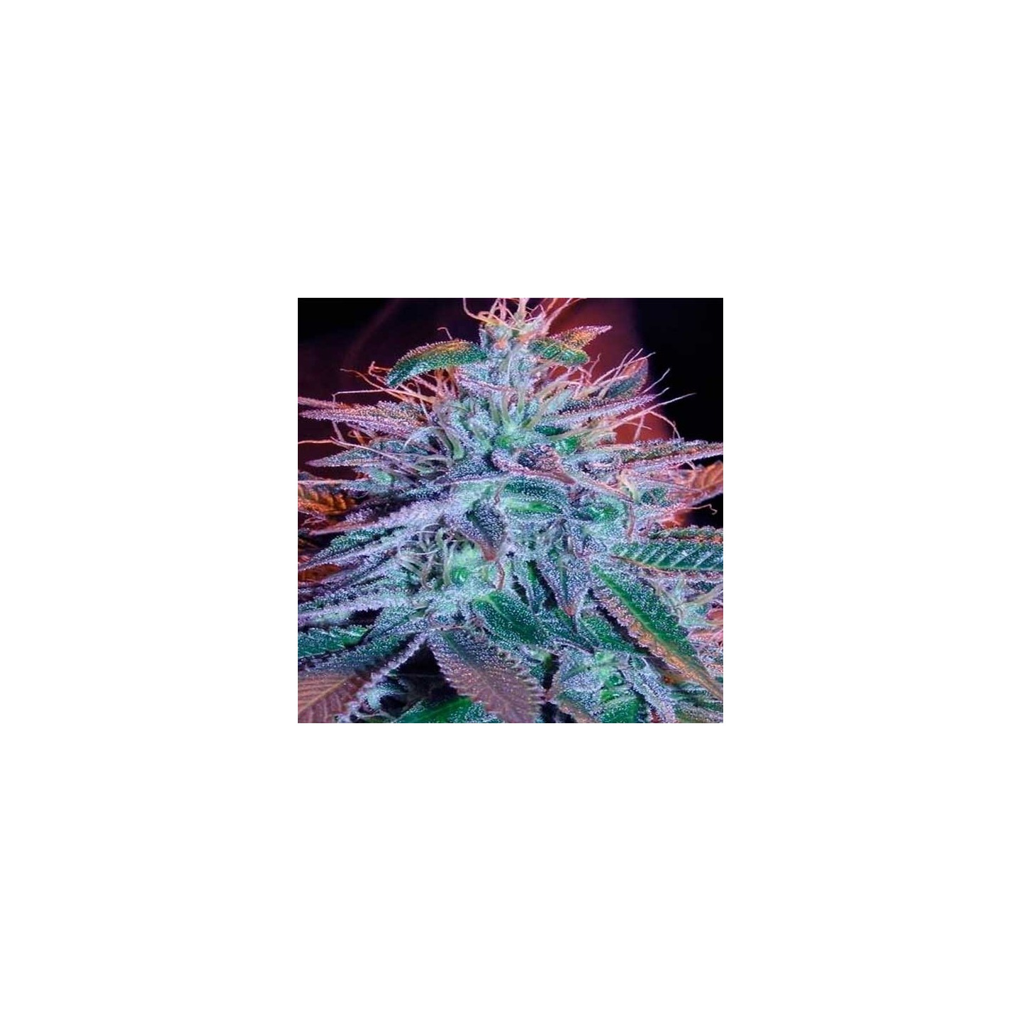 Blueberry Feminizada de Zambeza Seeds