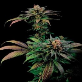 Blue Widow Feminizada de Zambeza Seeds