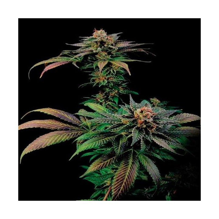 Blue Widow Feminizada de Zambeza Seeds