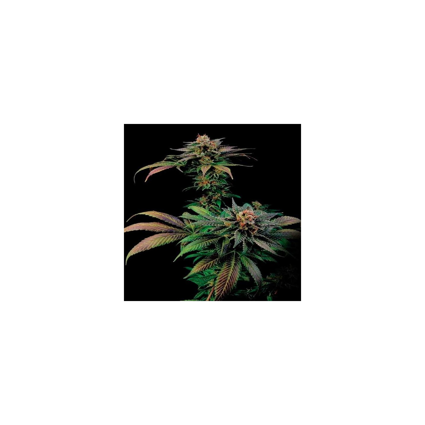 Blue Widow Feminizada de Zambeza Seeds