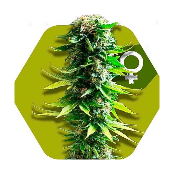 Blue Spider Feminizada de Zambeza Seeds