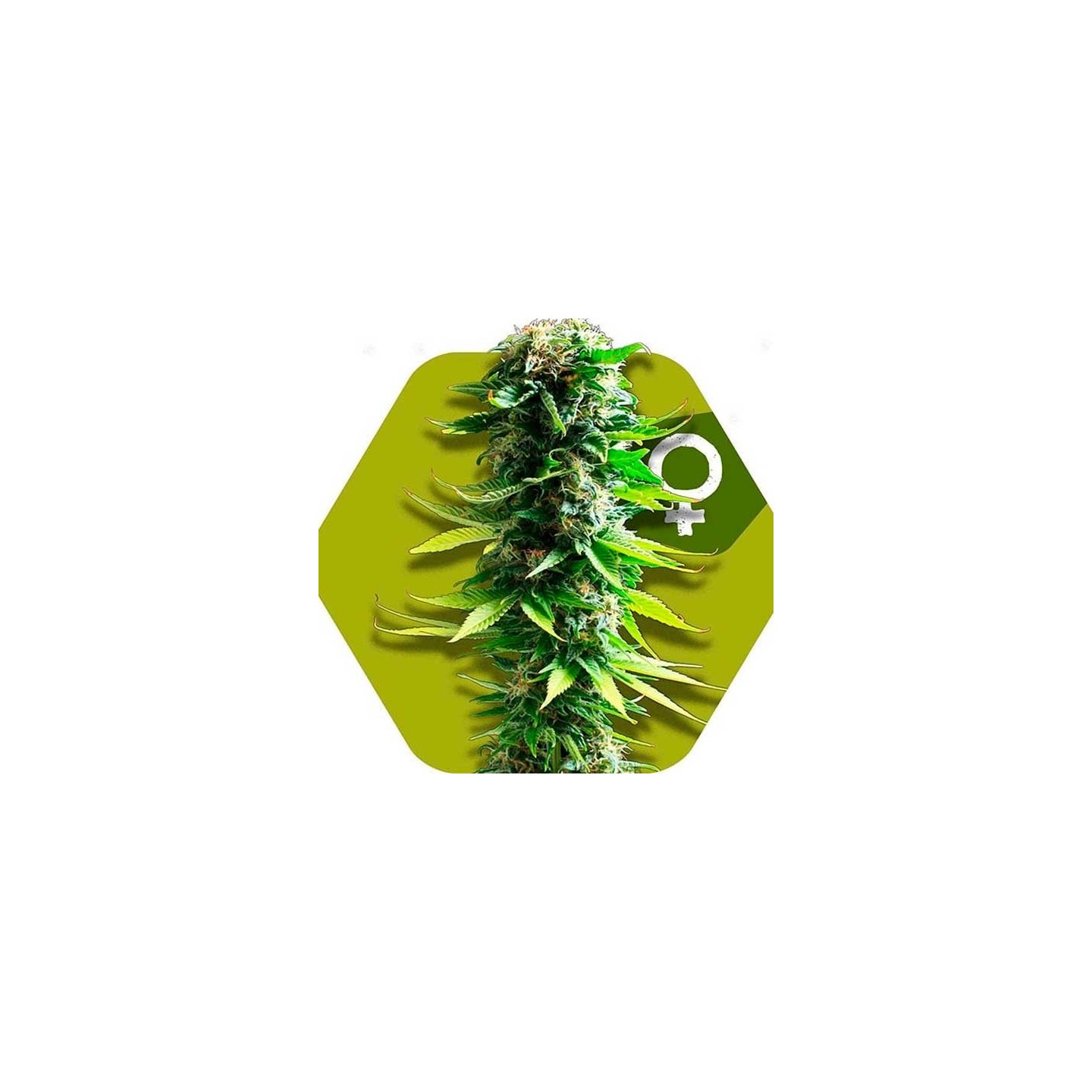 Blue Spider Feminizada de Zambeza Seeds