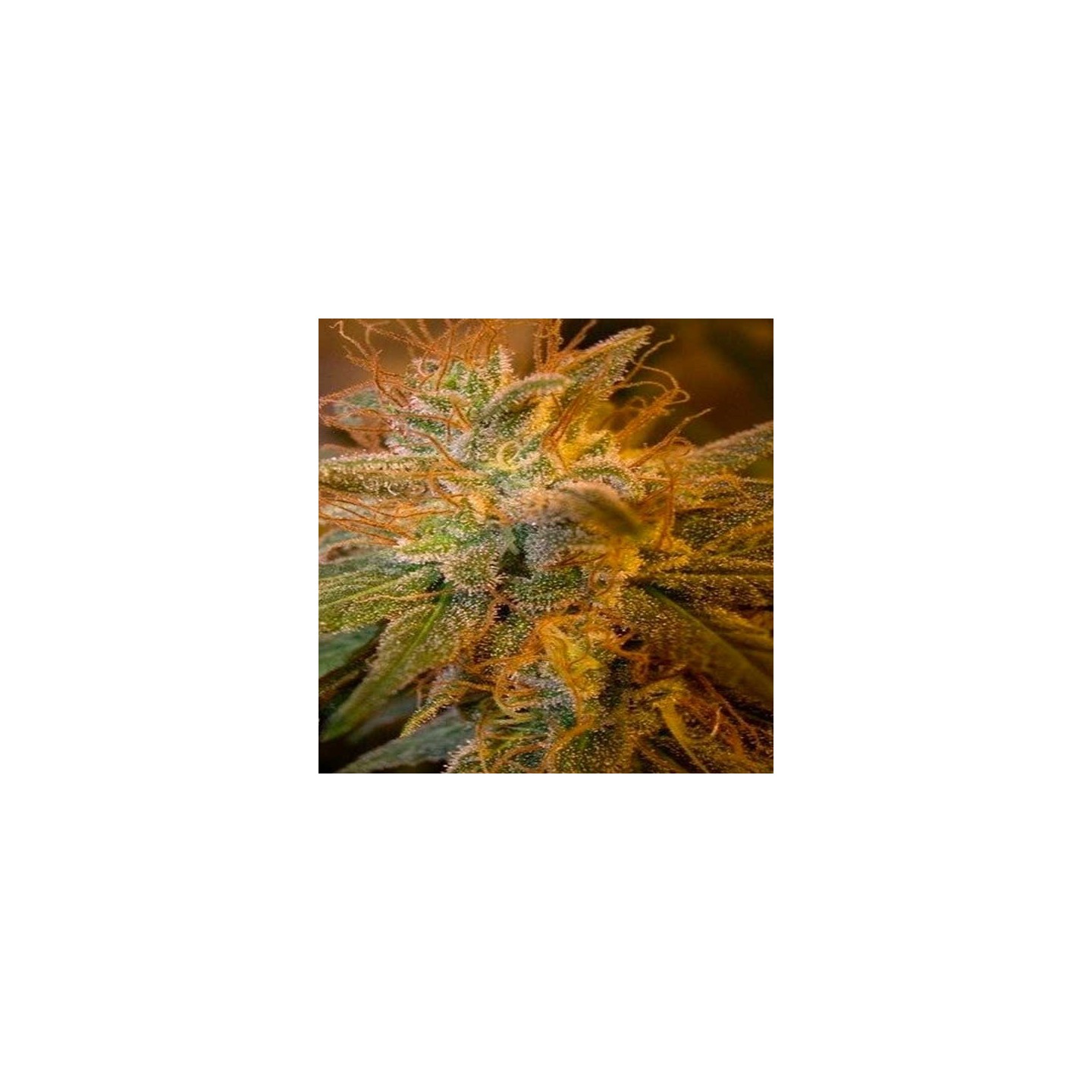 Blue Kush Berry Feminizada de Paradise Seeds