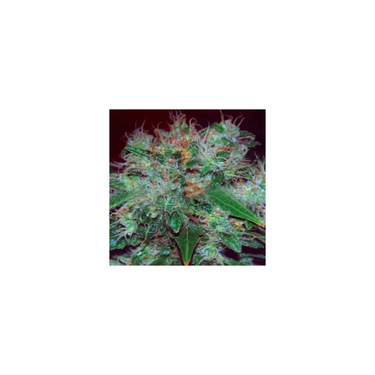 Blue Funk Autofloreciente Feminizada de Expert Seeds