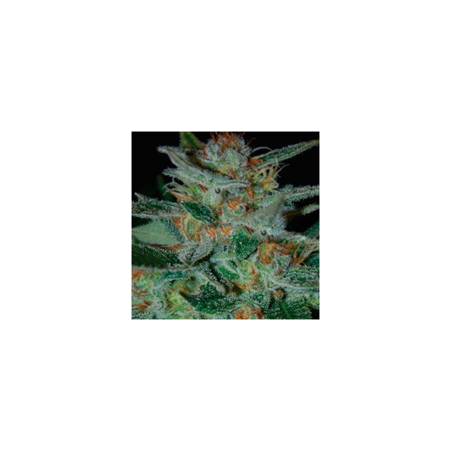 Blue Funk Feminizada de Expert Seeds