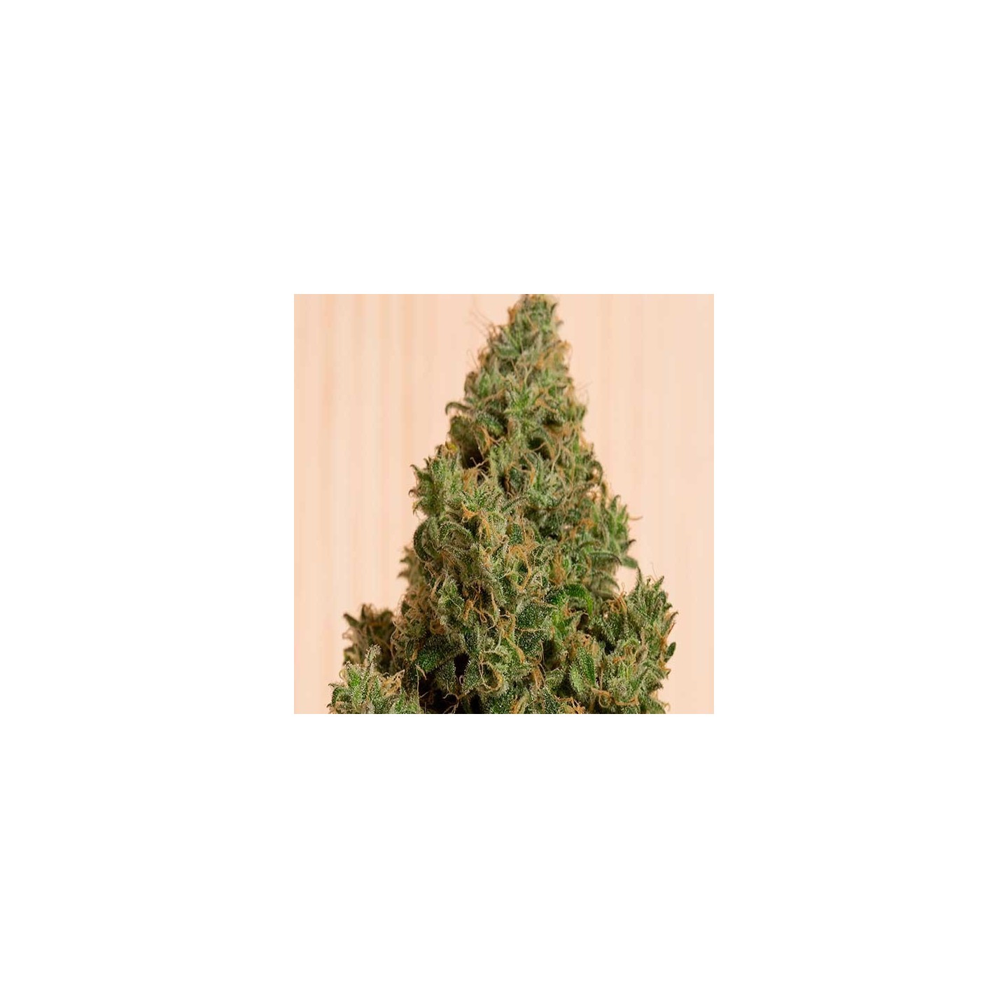 Blue Dream CBD Feminizada de Humboldt Seeds