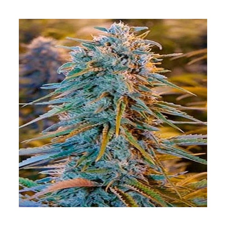 Blue Dream Feminizada de Blimburn Seeds