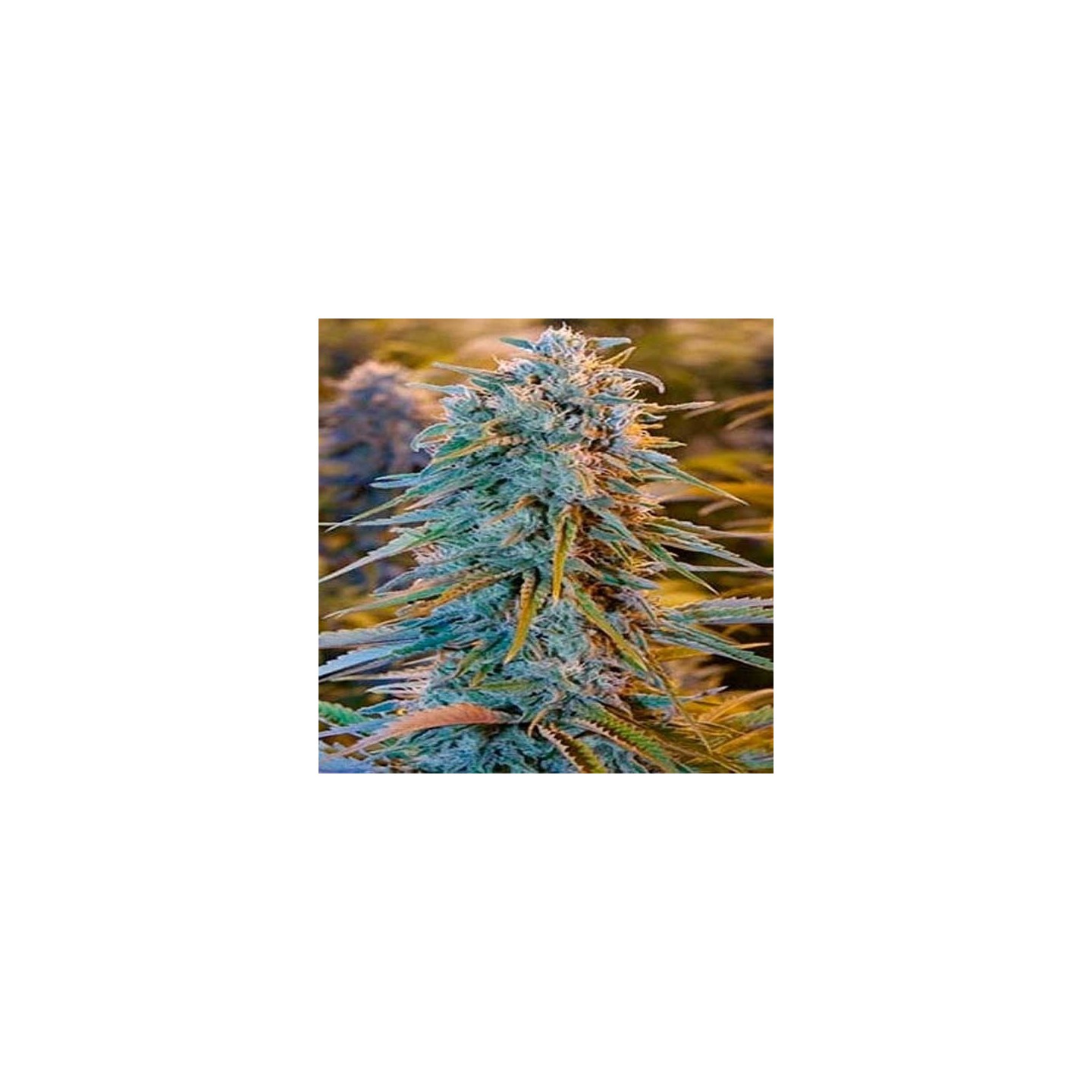 Blue Dream Feminizada de Blimburn Seeds