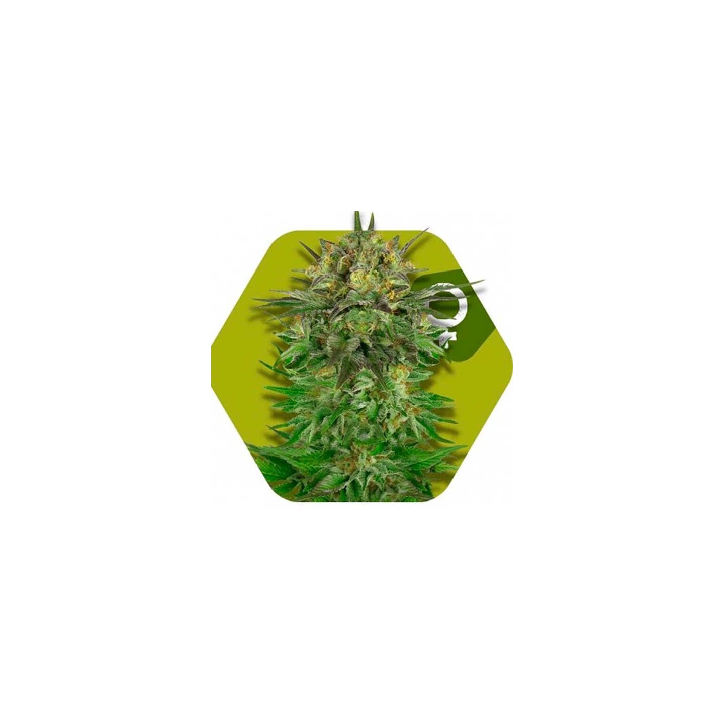 Blue Brilliant Feminizada de Zambeza Seeds