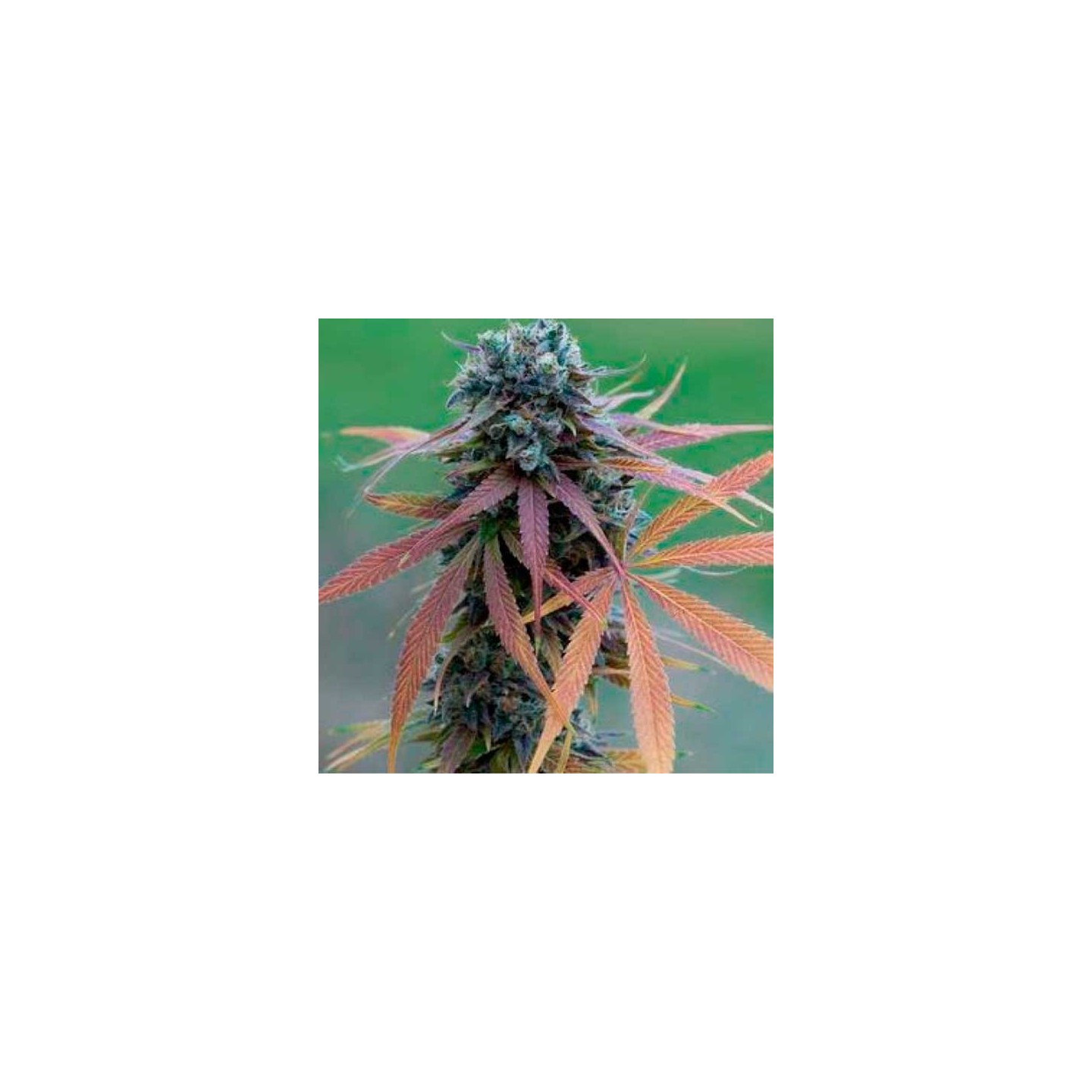 Blue Acid Autofloreciente Feminizada de Kalashnikov Seeds