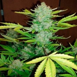 Blue Autofloreciente Feminizada de Biological Seeds