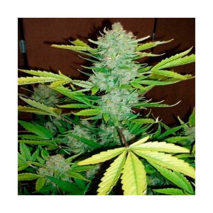 Blue Autofloreciente Feminizada de Biological Seeds