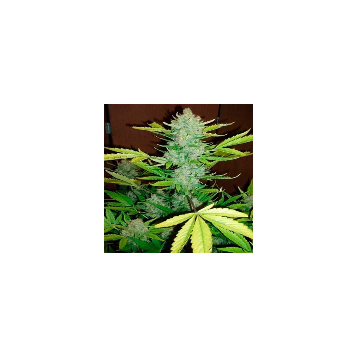 Blue Autofloreciente Feminizada de Biological Seeds
