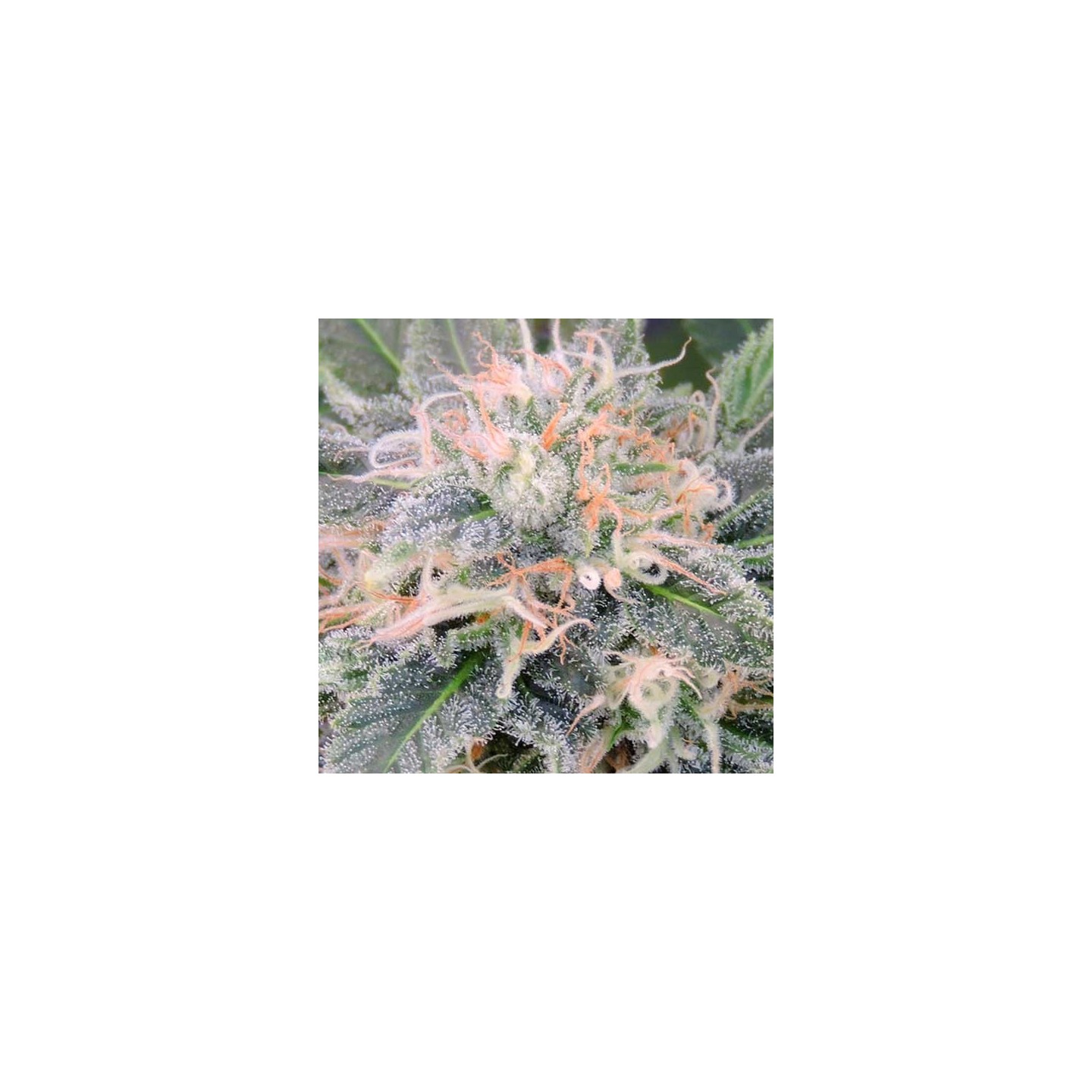 Black Jesus Og Feminizada de Dr Underground
