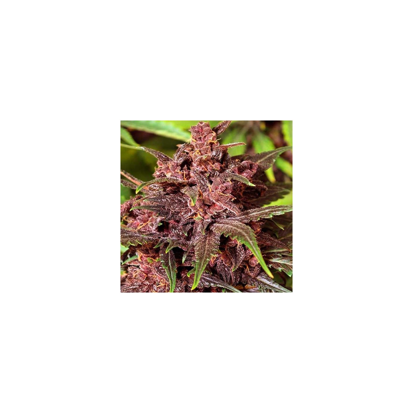 Black Haze Autofloreciente Feminizada de Exotic Seed
