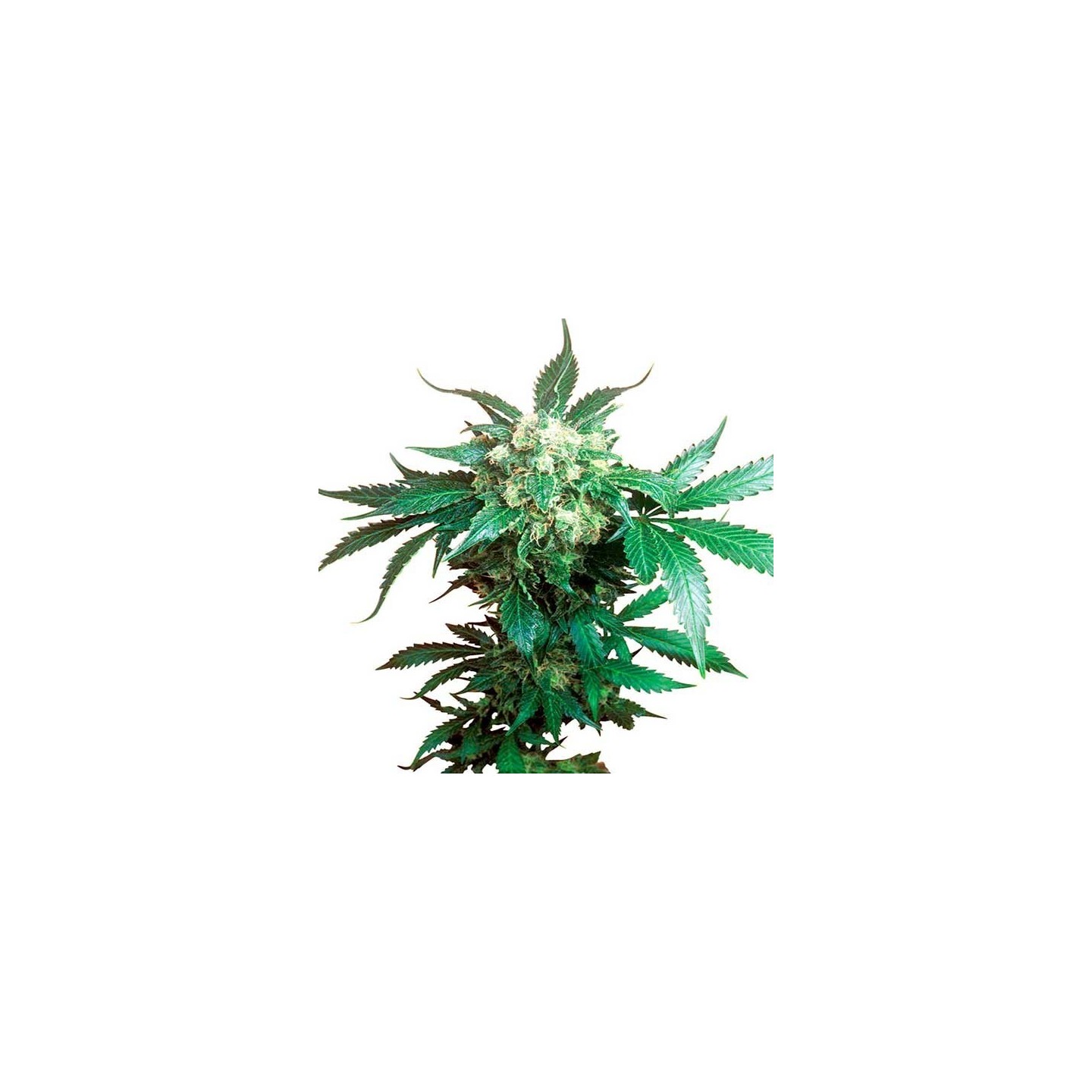 Black Domina Feminizada de Sensi Seeds