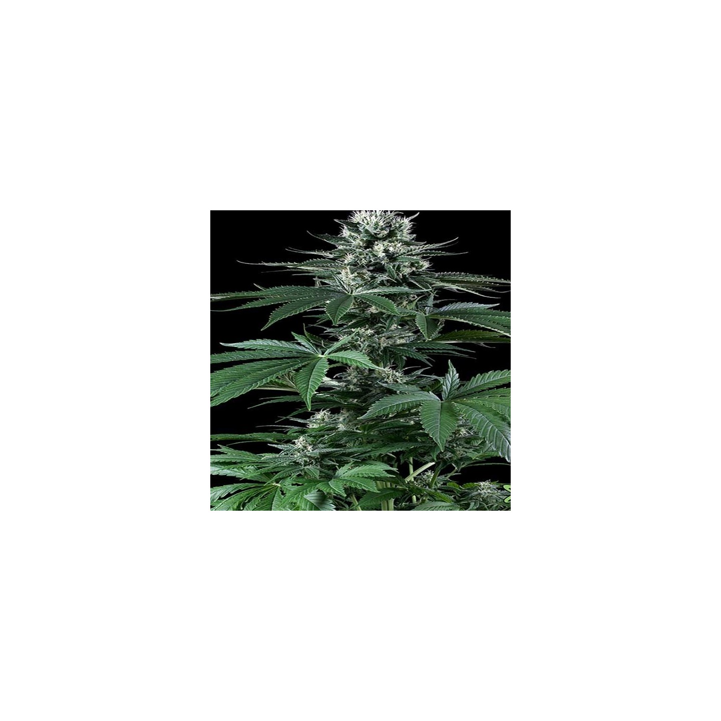 Critical Mass Feminizada de CBD Crew Seeds