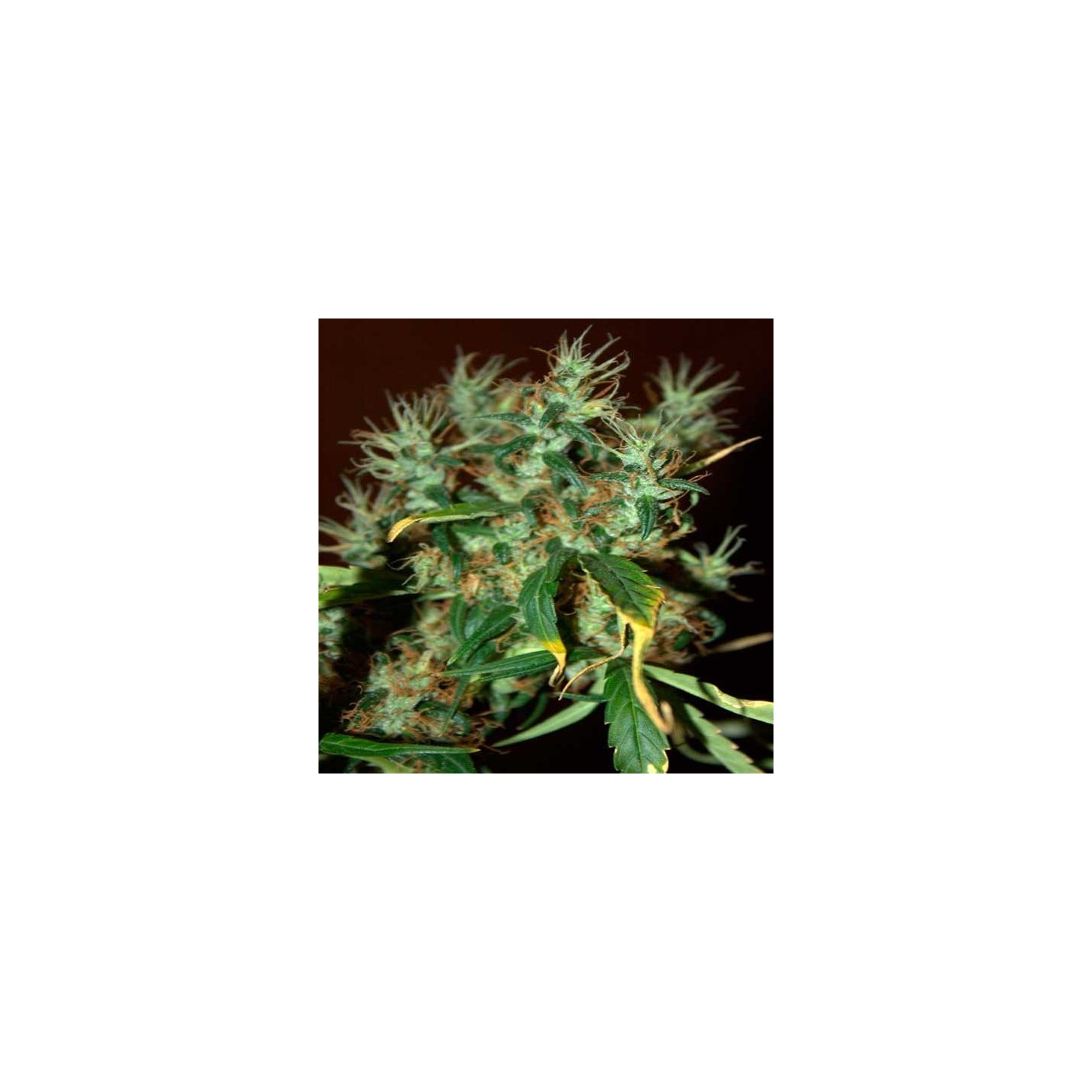 Mango Haze Feminizada de CBD Crew Seeds