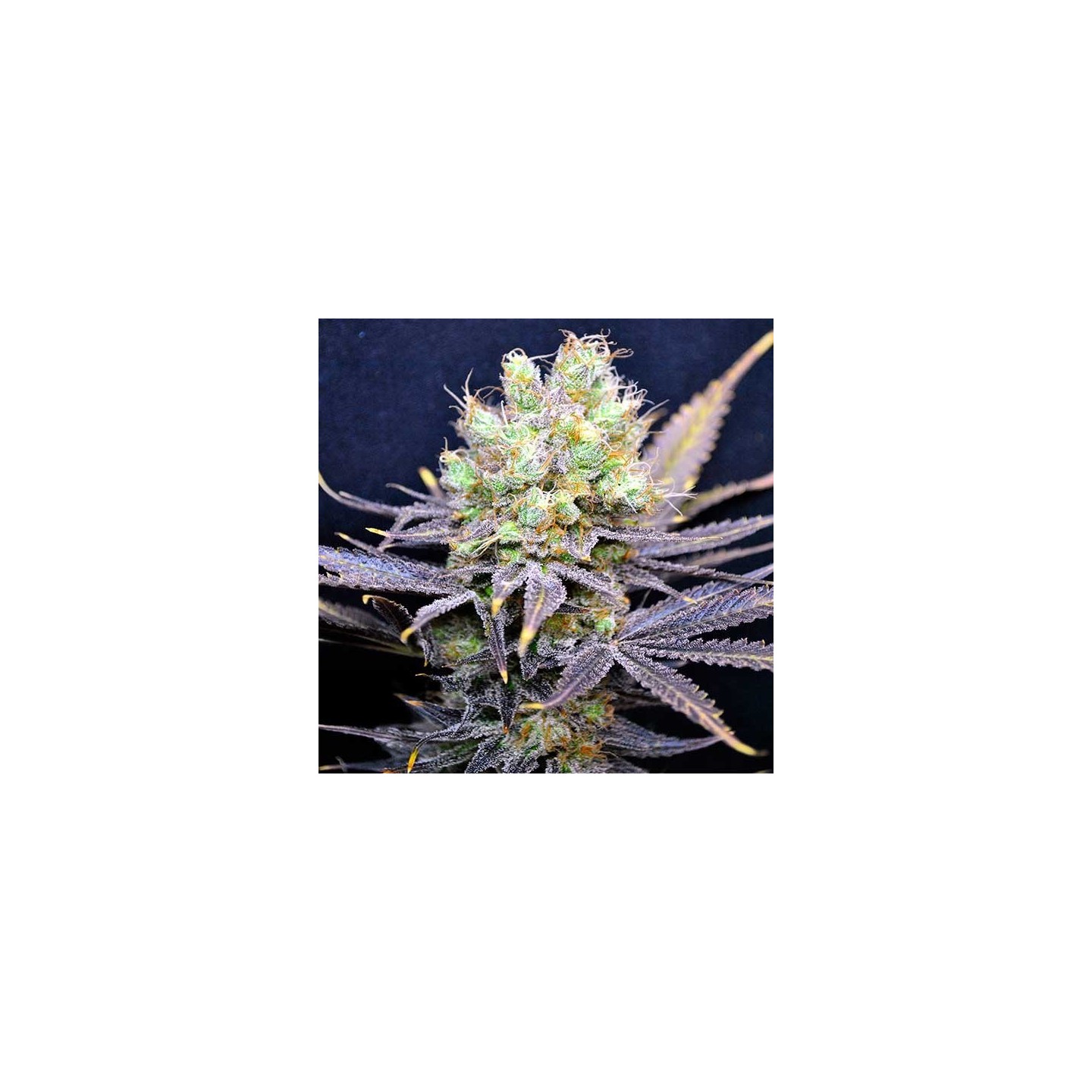 Nordle Feminizada Feminizada de CBD Crew Seeds