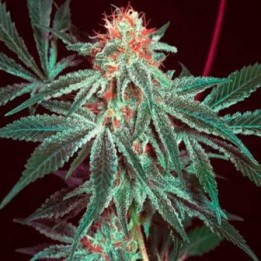 Shark Shock Feminizada de CBD Crew Seeds