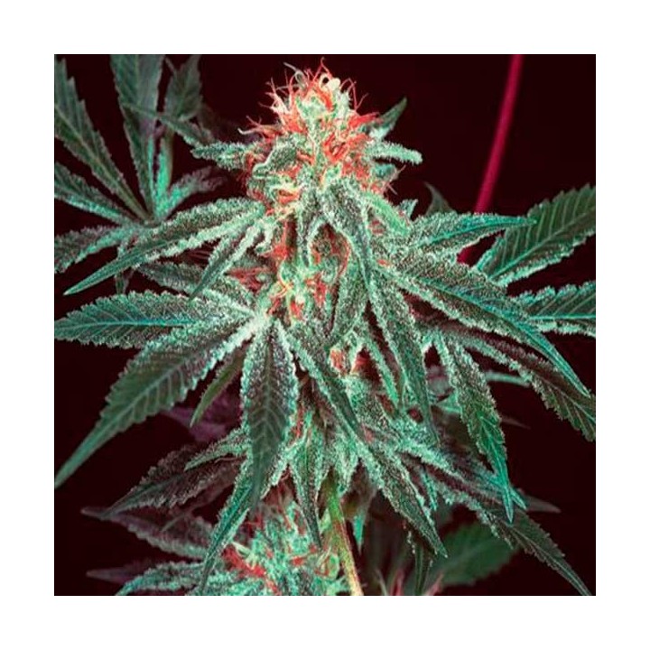 Shark Shock Feminizada de CBD Crew Seeds