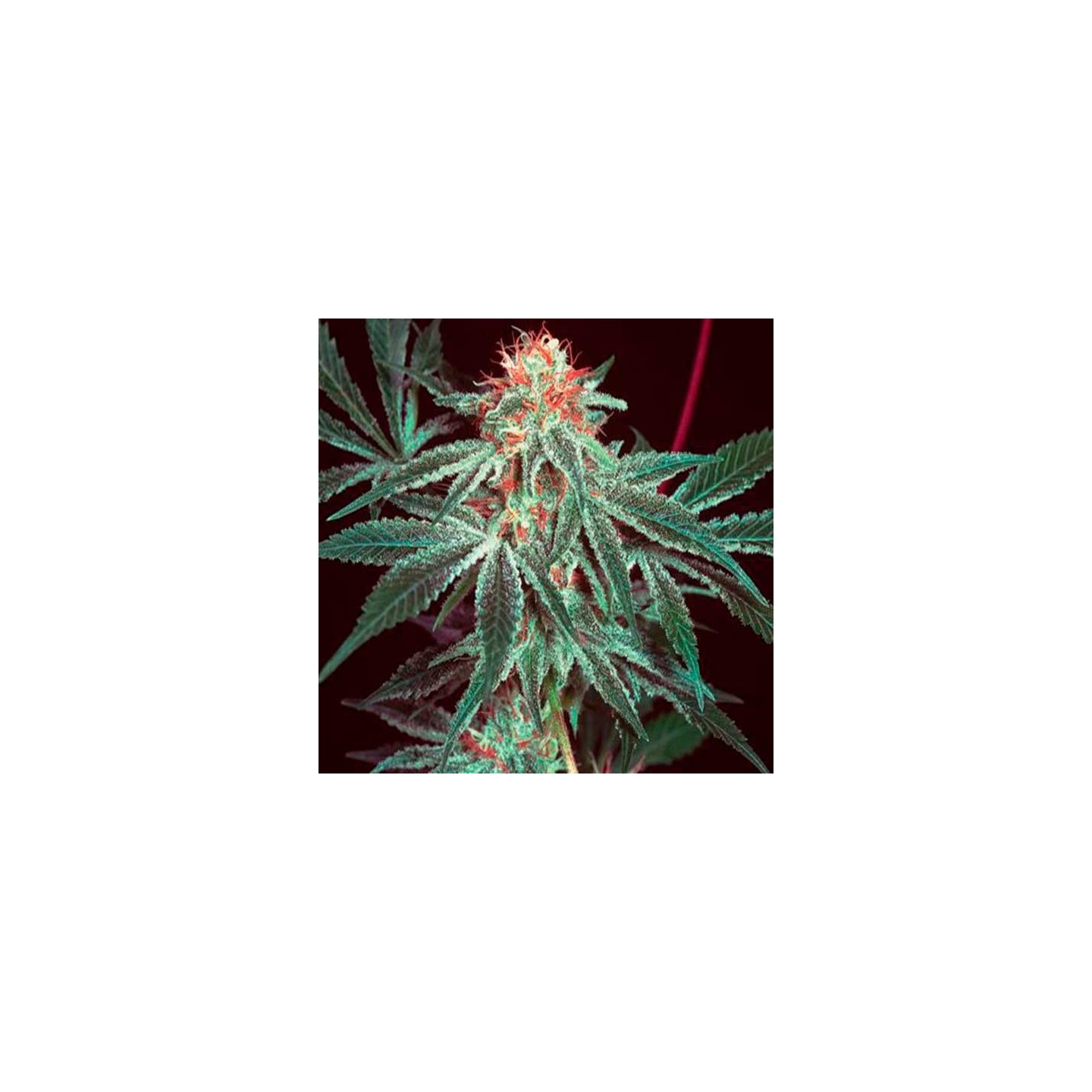 Shark Shock Feminizada de CBD Crew Seeds